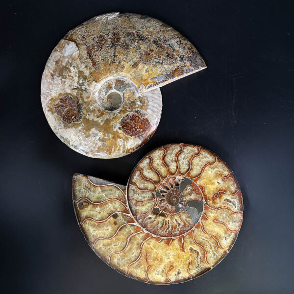 Ammonite Pair A10
