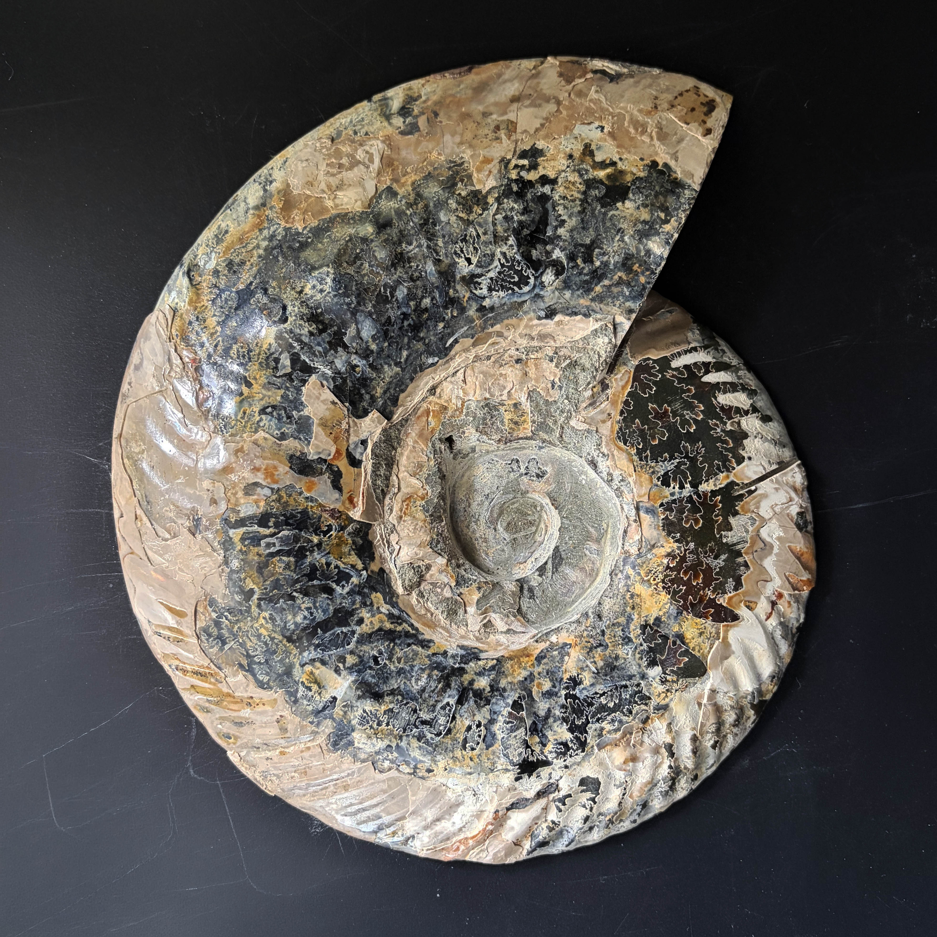 Ammonite Pair A11 - Image 2