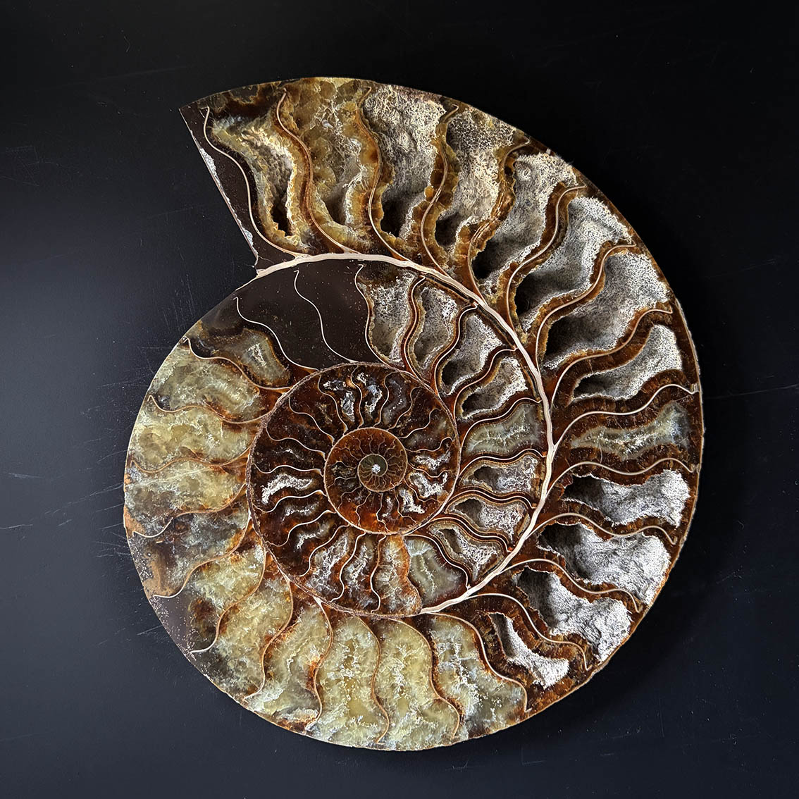 Ammonite Pair A11 - Image 3