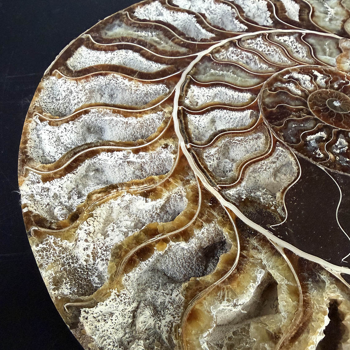 Ammonite Pair A11 - Image 4