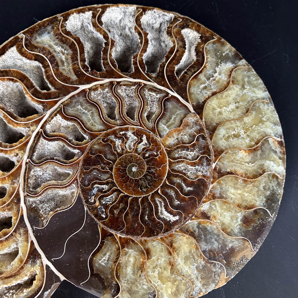 Ammonite Pair A11 - Image 5