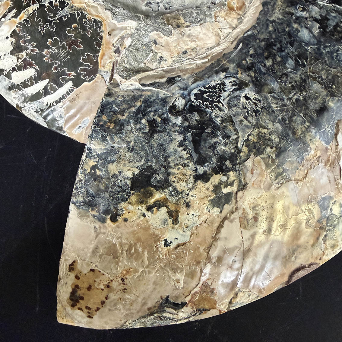Ammonite Pair A11 - Image 6