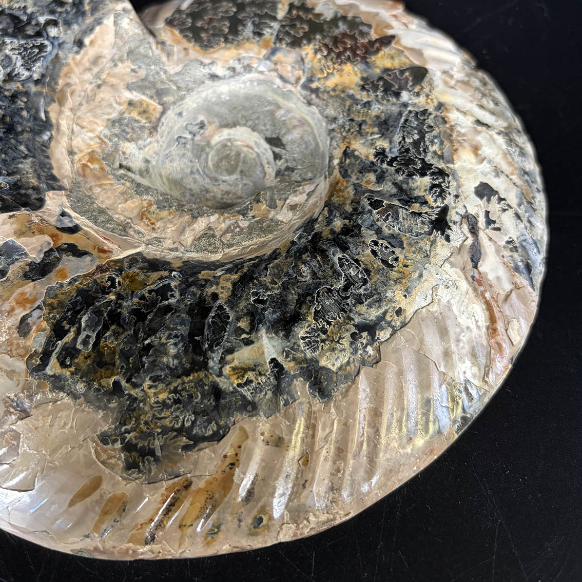 Ammonite Pair A11 - Image 7