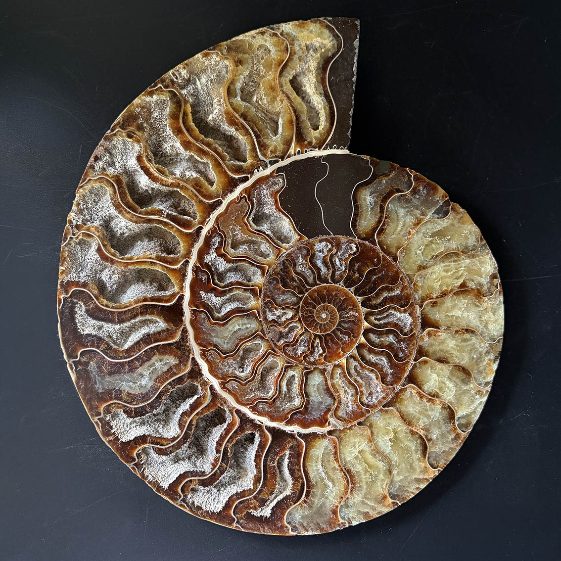 Ammonite Pair A11 - Image 8