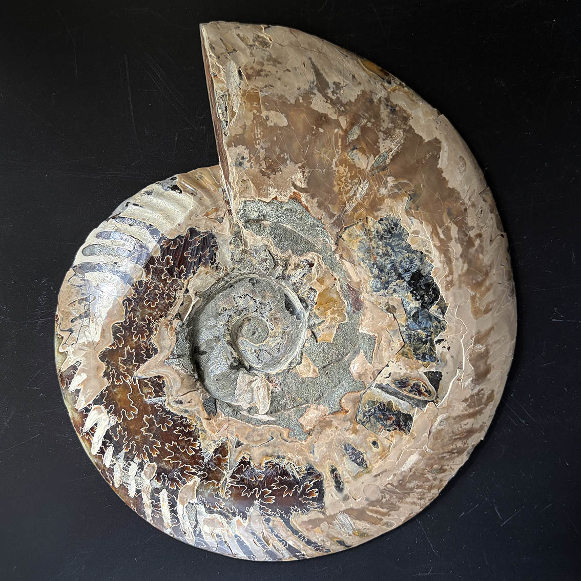 Ammonite Pair A11 - Image 9