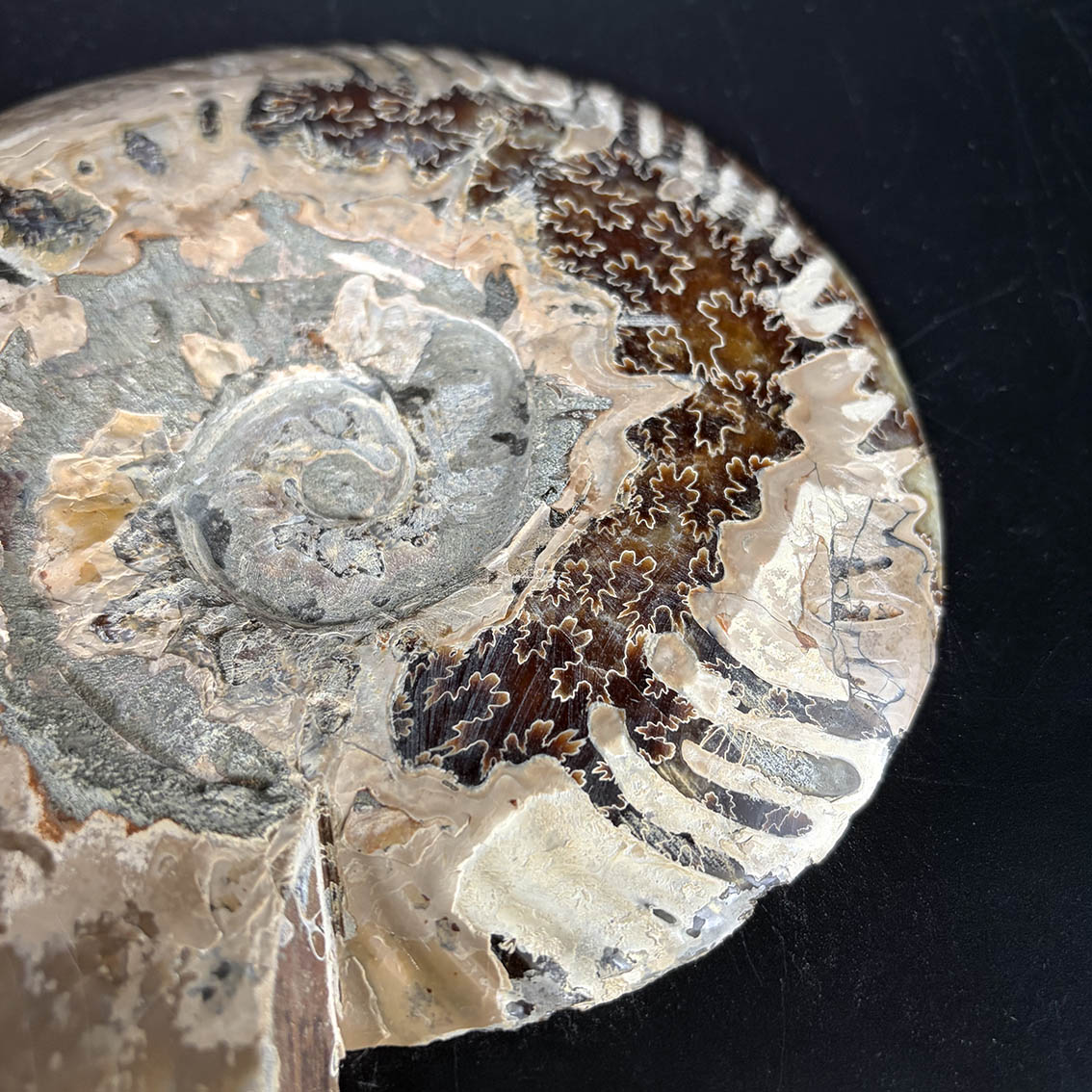 Ammonite Pair A11 - Image 10