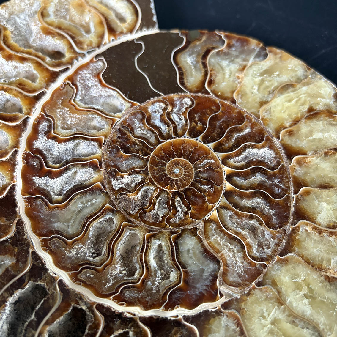 Ammonite Pair A11 - Image 11