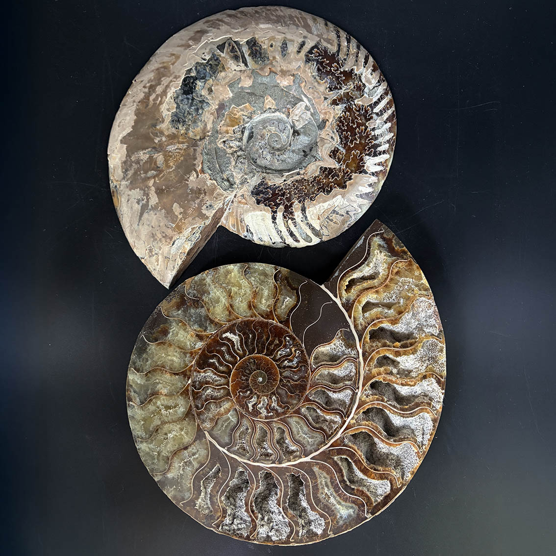 Ammonite Pair A11 - Image 12