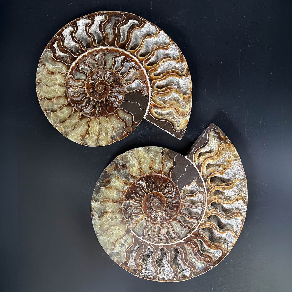 Ammonite Pair A11 - Image 13