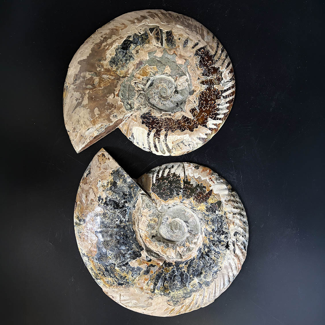 Ammonite Pair A11 - Image 14