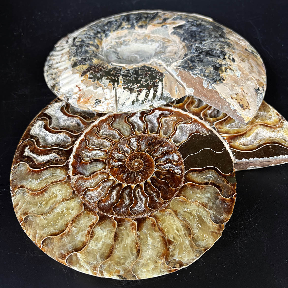 Ammonite Pair A11 - Image 15