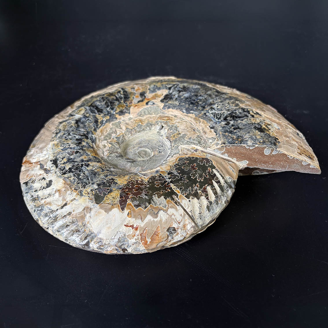 Ammonite Pair A11 - Image 16
