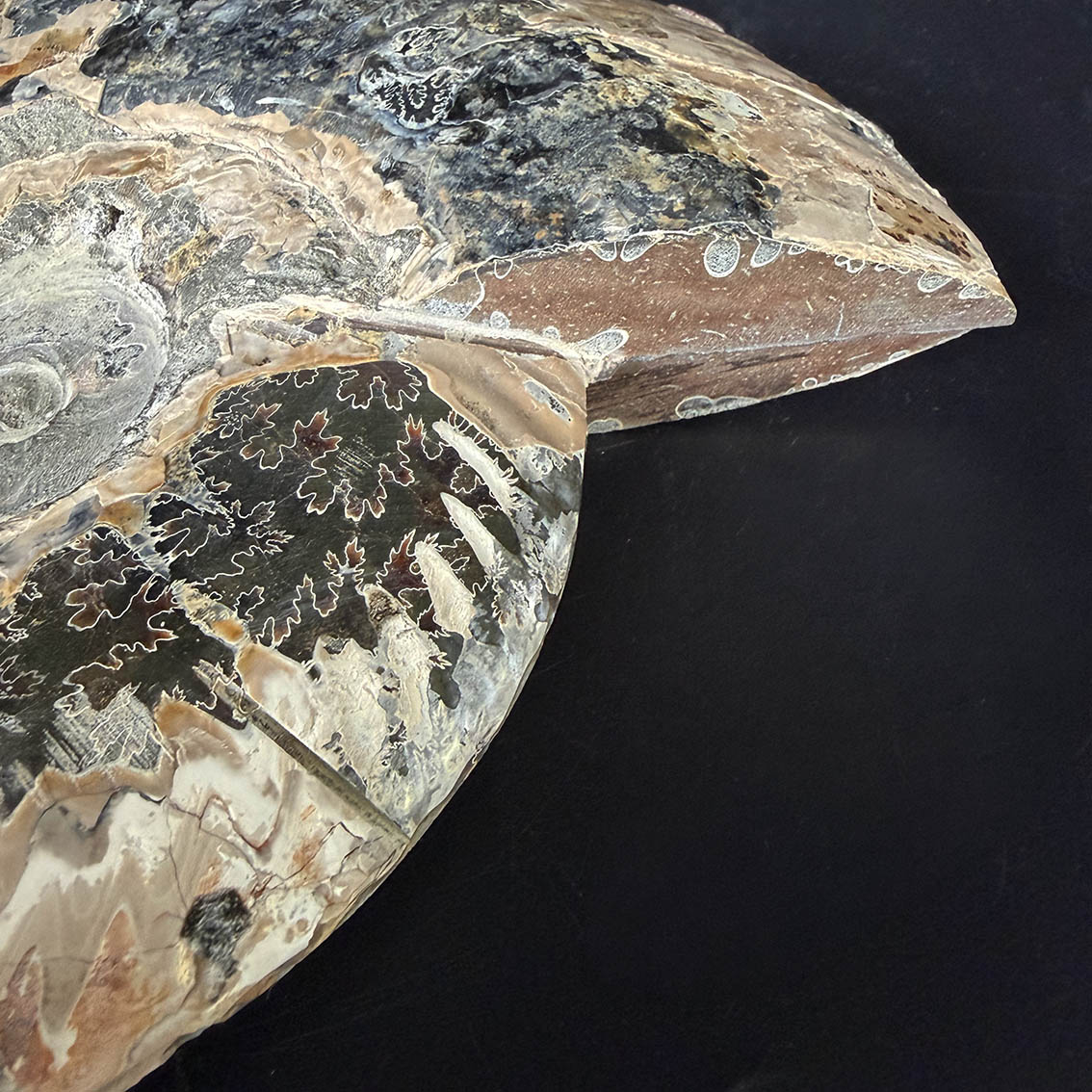 Ammonite Pair A11 - Image 17