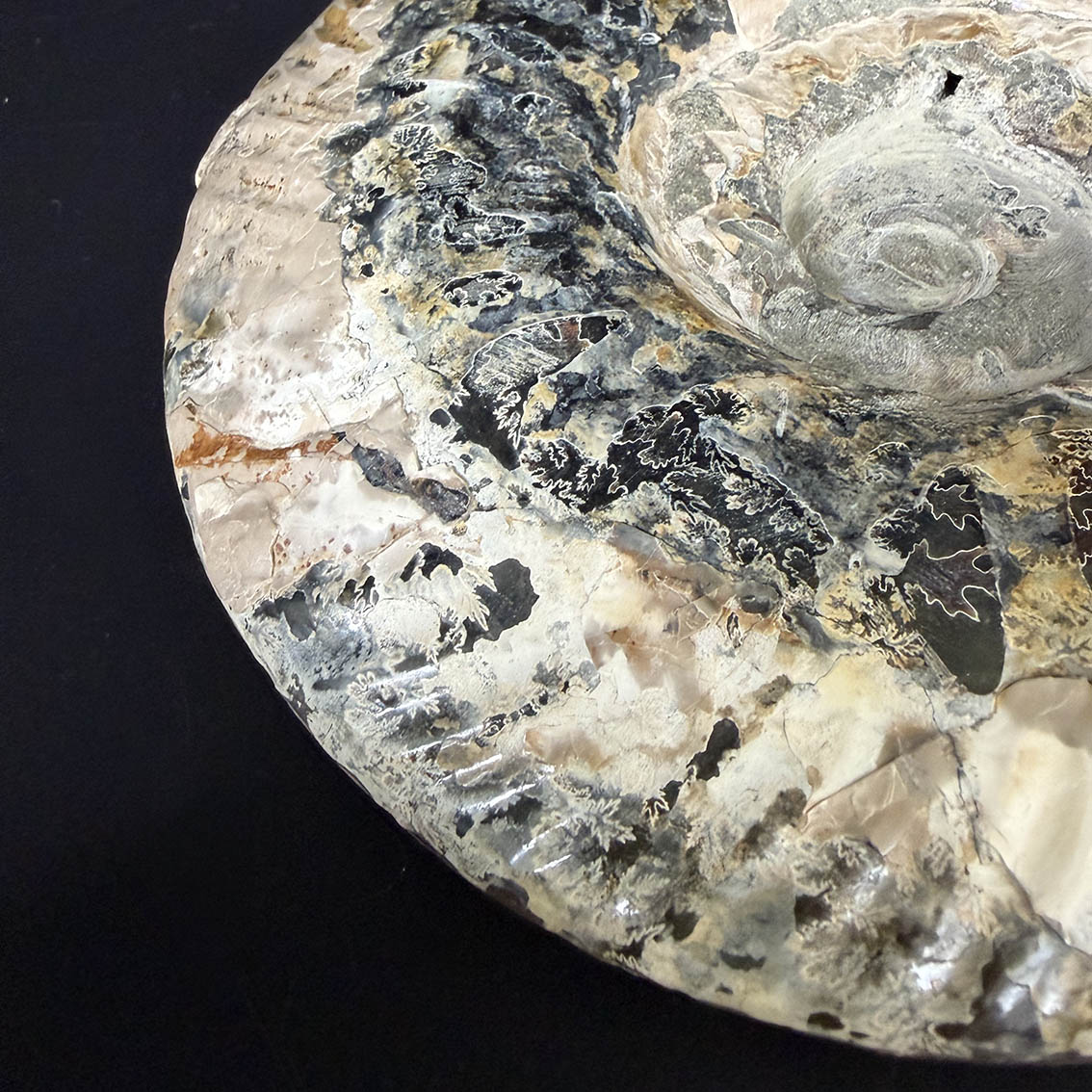 Ammonite Pair A11 - Image 18