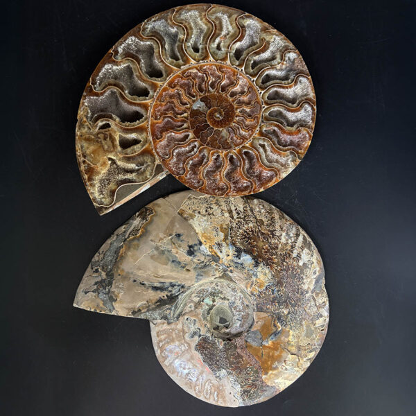 Ammonite Pair A12