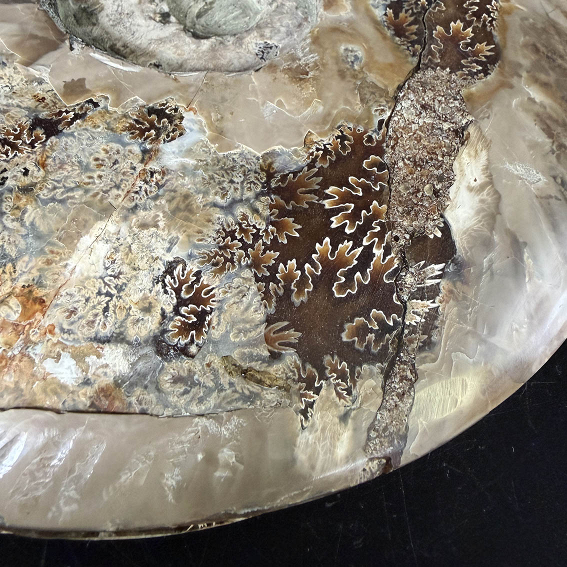 Ammonite Pair A11 - Image 19