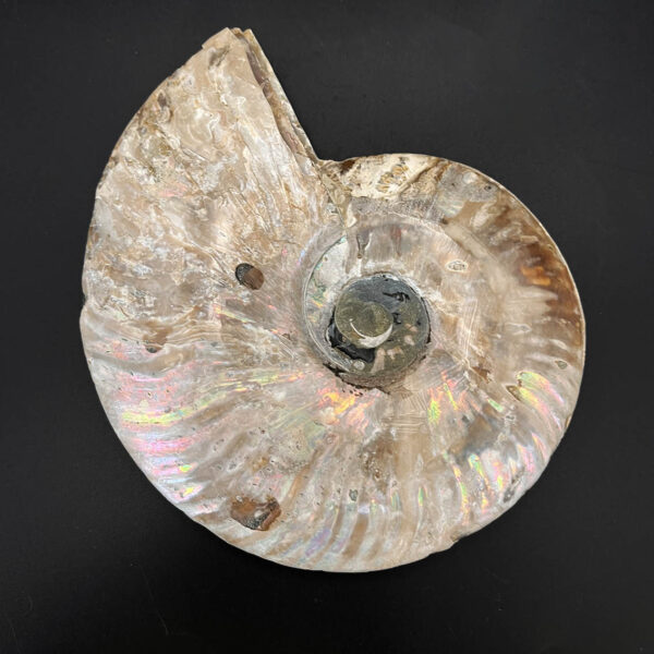 Ammonite Fossil Pair 003 - Image 6
