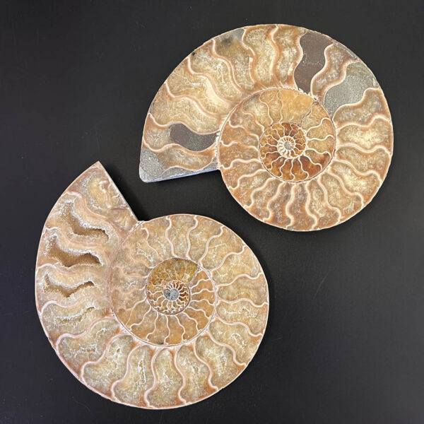 Ammonite Fossil Pair 003 - Image 2