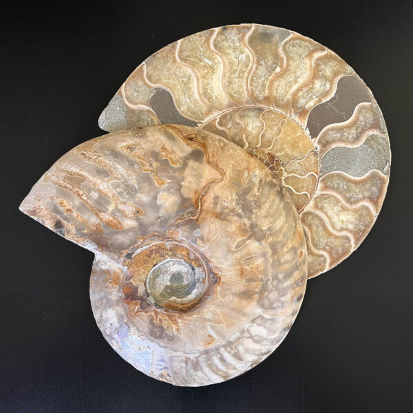 Ammonite Fossil Pair 003 - Image 10
