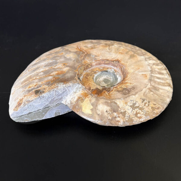 Ammonite Fossil Pair 003 - Image 8