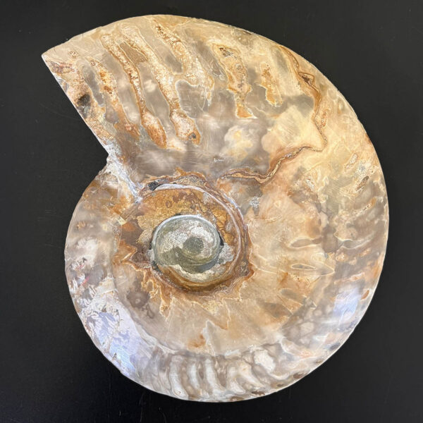 Ammonite Fossil Pair 003 - Image 11