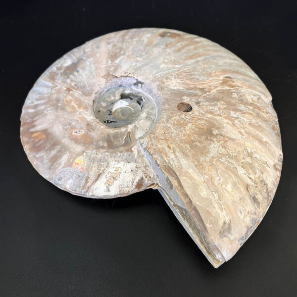 Ammonite Fossil Pair 003 - Image 12