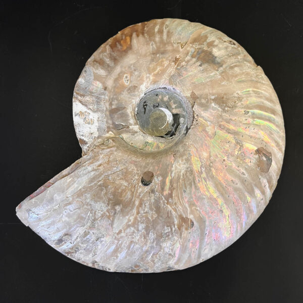 Ammonite Fossil Pair 003 - Image 7