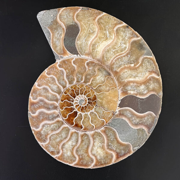 Ammonite Fossil Pair 003 - Image 4