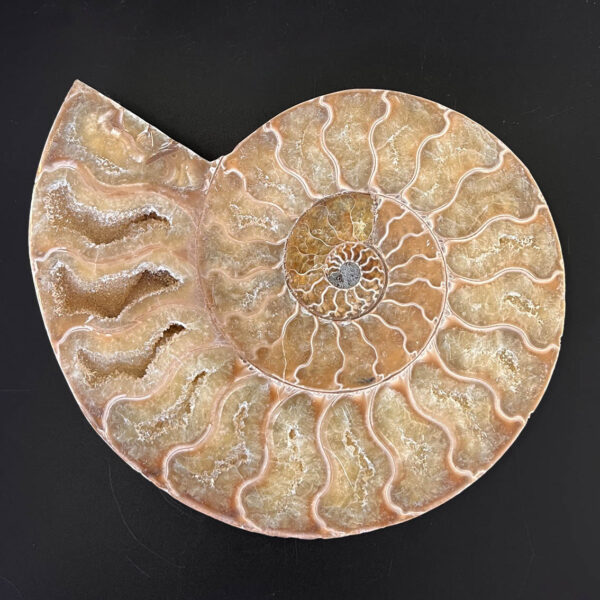 Ammonite Fossil Pair 003 - Image 5