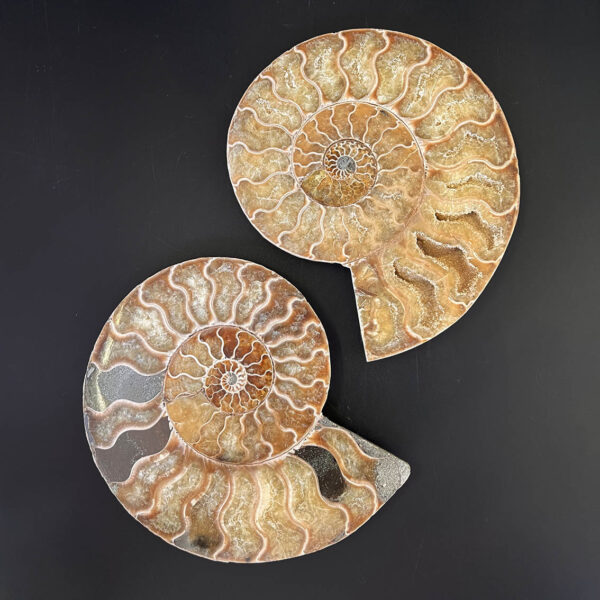 Ammonite Fossil Pair 003