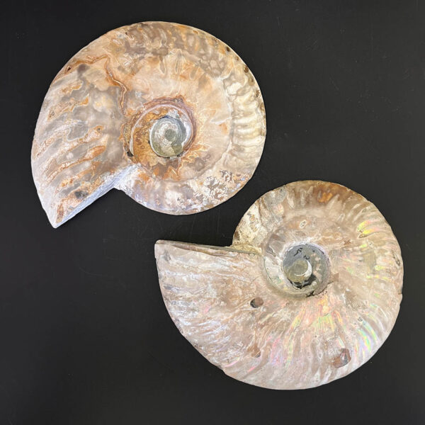 Ammonite Fossil Pair 003 - Image 3