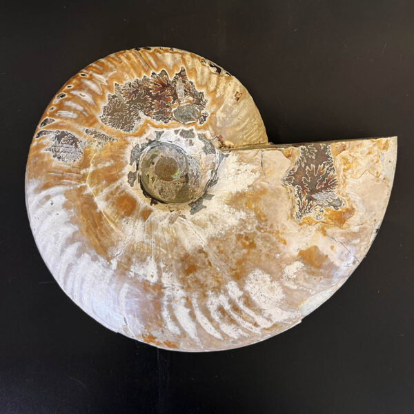 Ammonite Fossil Pair 004 - Image 4