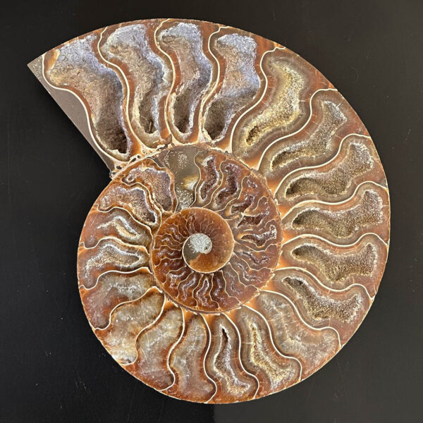 Ammonite Fossil Pair 004 - Image 3