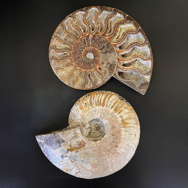 Ammonite Fossil Pair 004