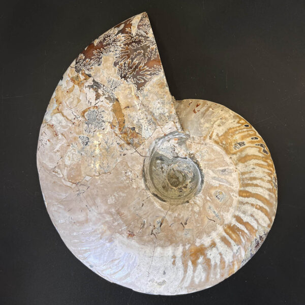 Ammonite Fossil Pair 004 - Image 7