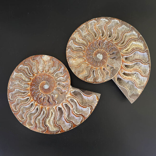 Ammonite Fossil Pair 004 - Image 5