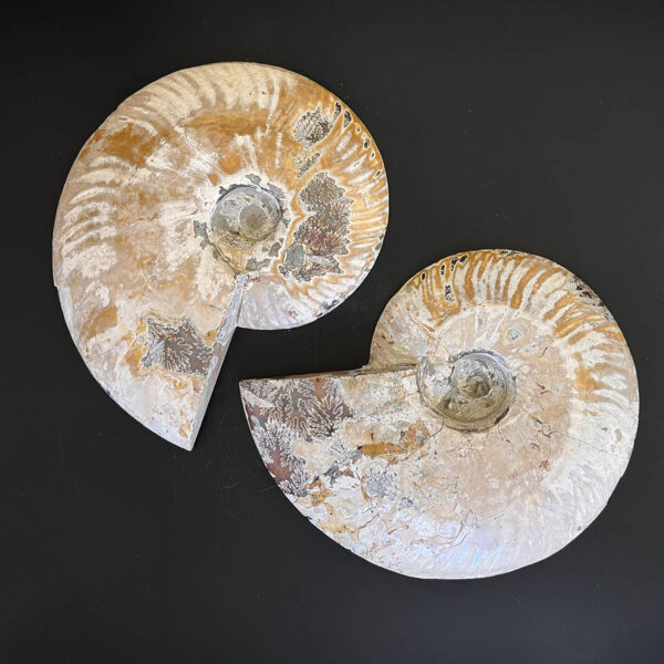 Ammonite Fossil Pair 004 - Image 6