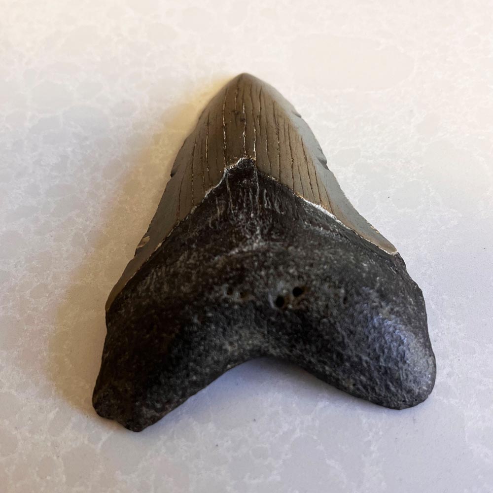 Megalodon Tooth For Sale - Megalodon Tooth No.26 - Cullifords