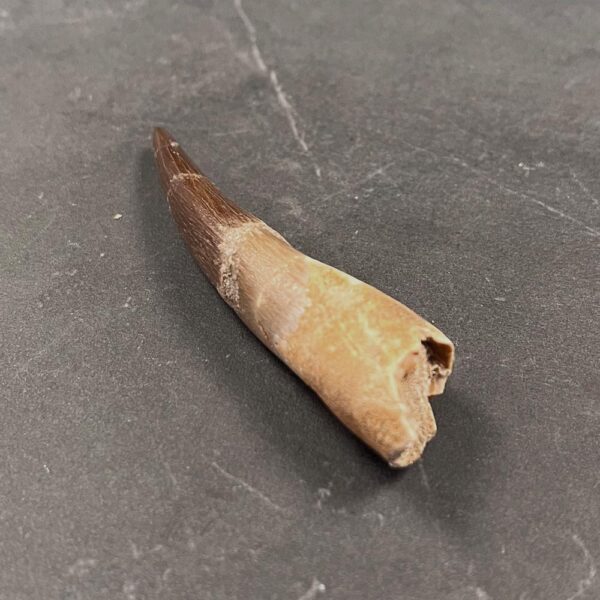 Plesiosaur (Marine Reptile) Tooth - ZA10 - Reptile Tooth Fossil - Image 10