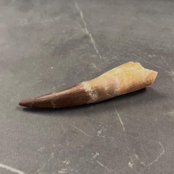 Plesiosaur (Marine Reptile) Tooth - ZA10 - Reptile Tooth Fossil - Image 4