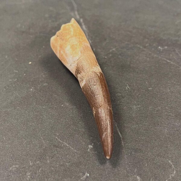 Plesiosaur (Marine Reptile) Tooth - ZA10 - Reptile Tooth Fossil - Image 2