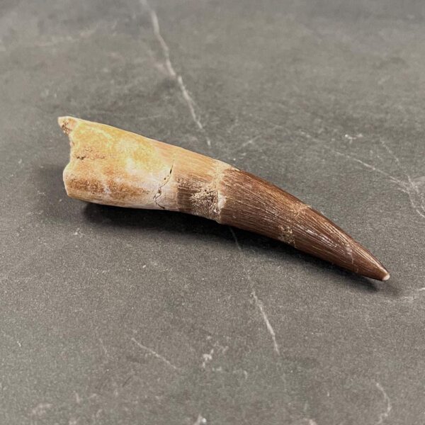 Plesiosaur (Marine Reptile) Tooth - ZA10 - Reptile Tooth Fossil - Image 6