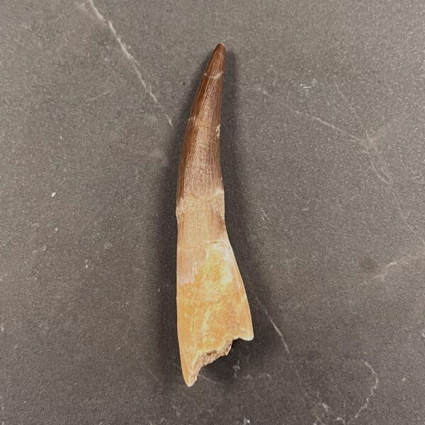 Plesiosaur (Marine Reptile) Tooth - ZA10 - Reptile Tooth Fossil - Image 7