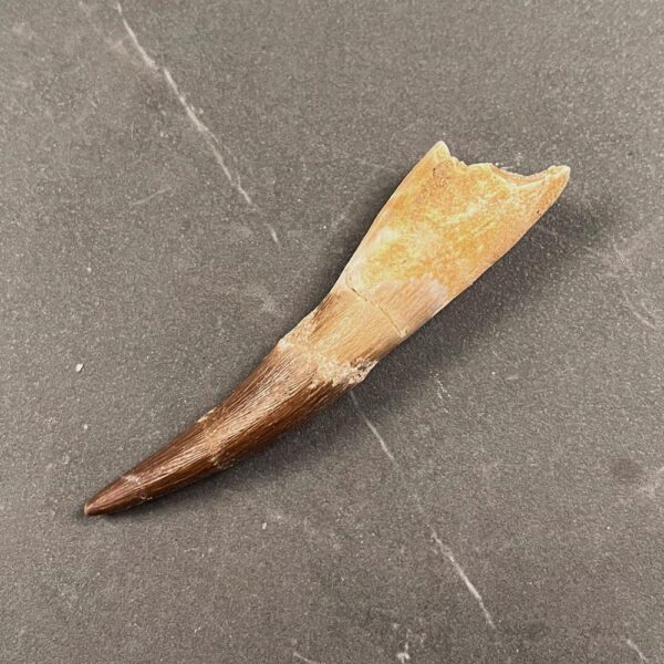 Plesiosaur (Marine Reptile) Tooth - ZA10 - Reptile Tooth Fossil - Image 5