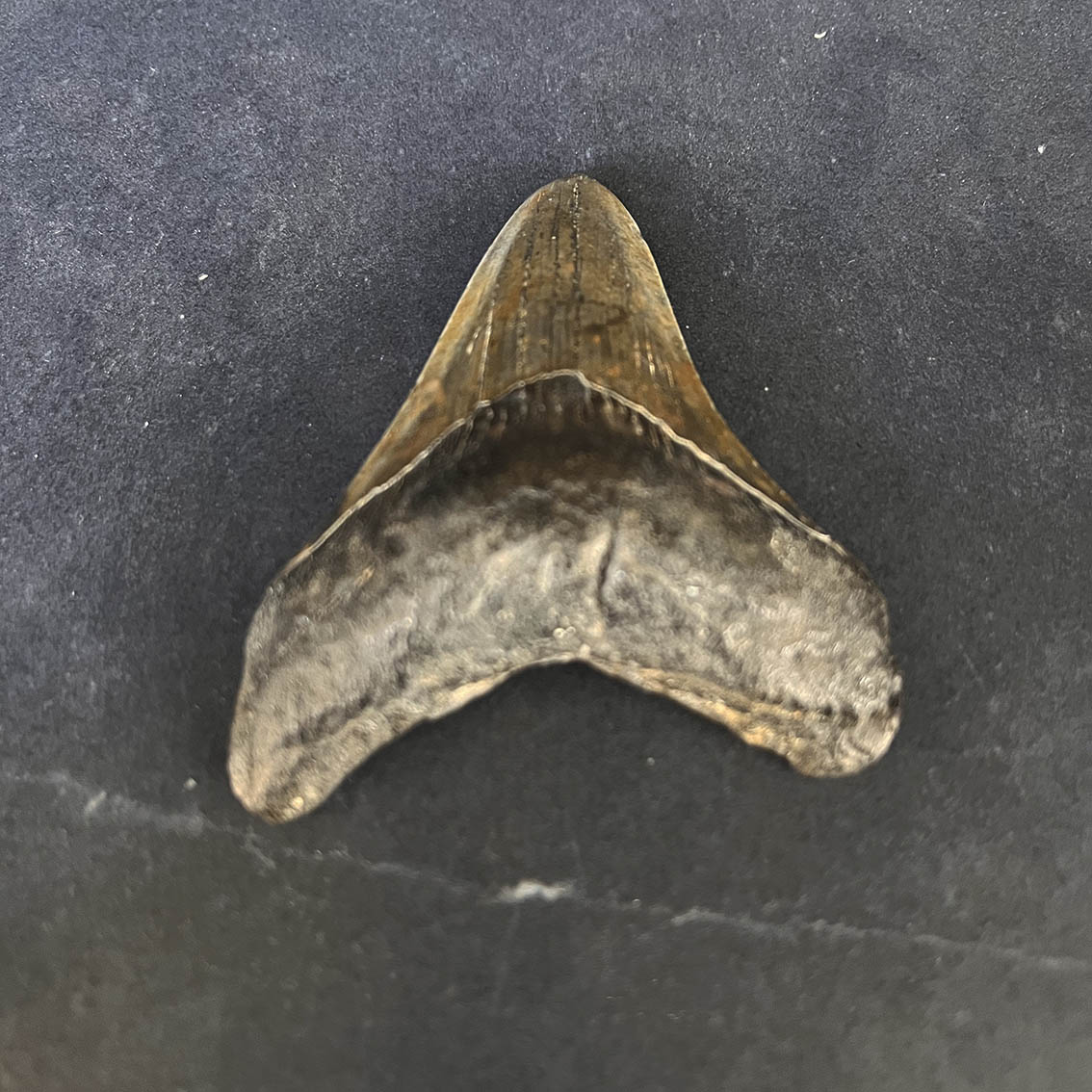 Megalodon Tooth No.61 - Image 5