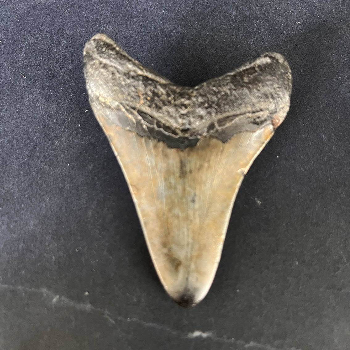 Megalodon Tooth No.61 - Image 6