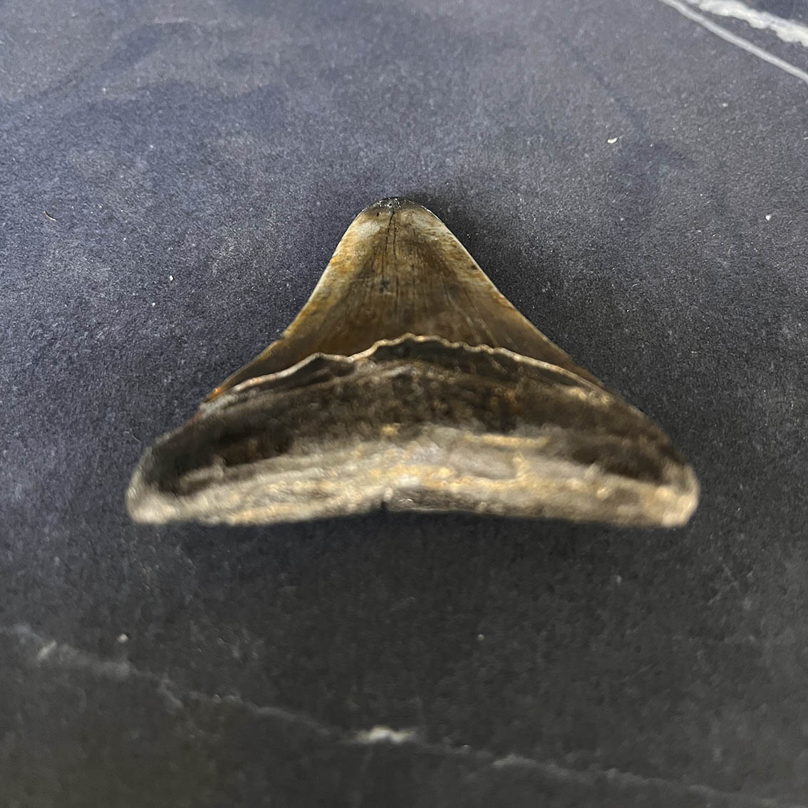Megalodon Tooth No.61 - Image 7