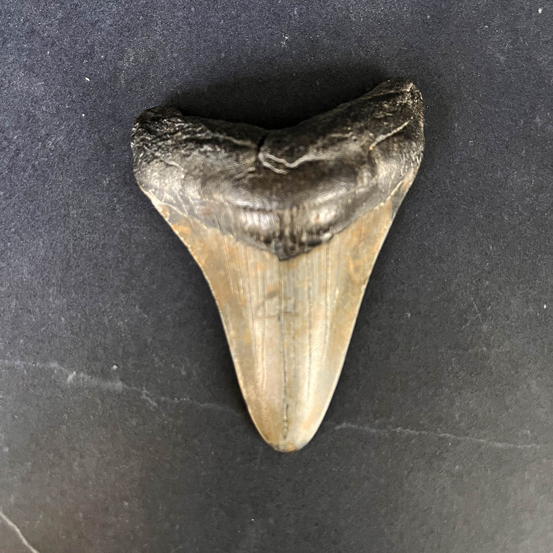 Megalodon Tooth No.61 - Image 2