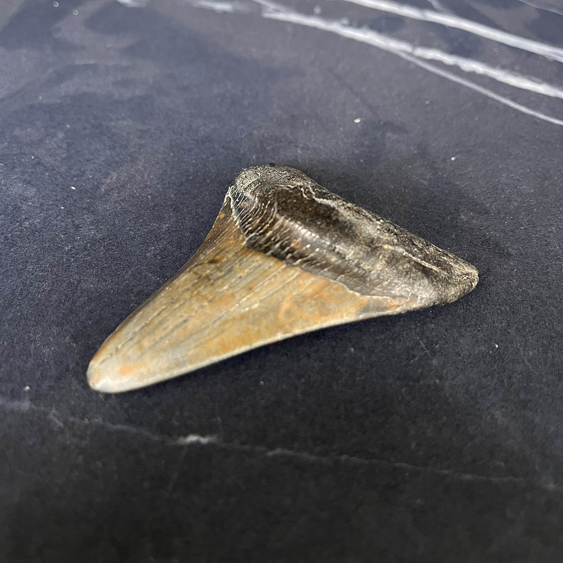 Megalodon Tooth No.61 - Image 4