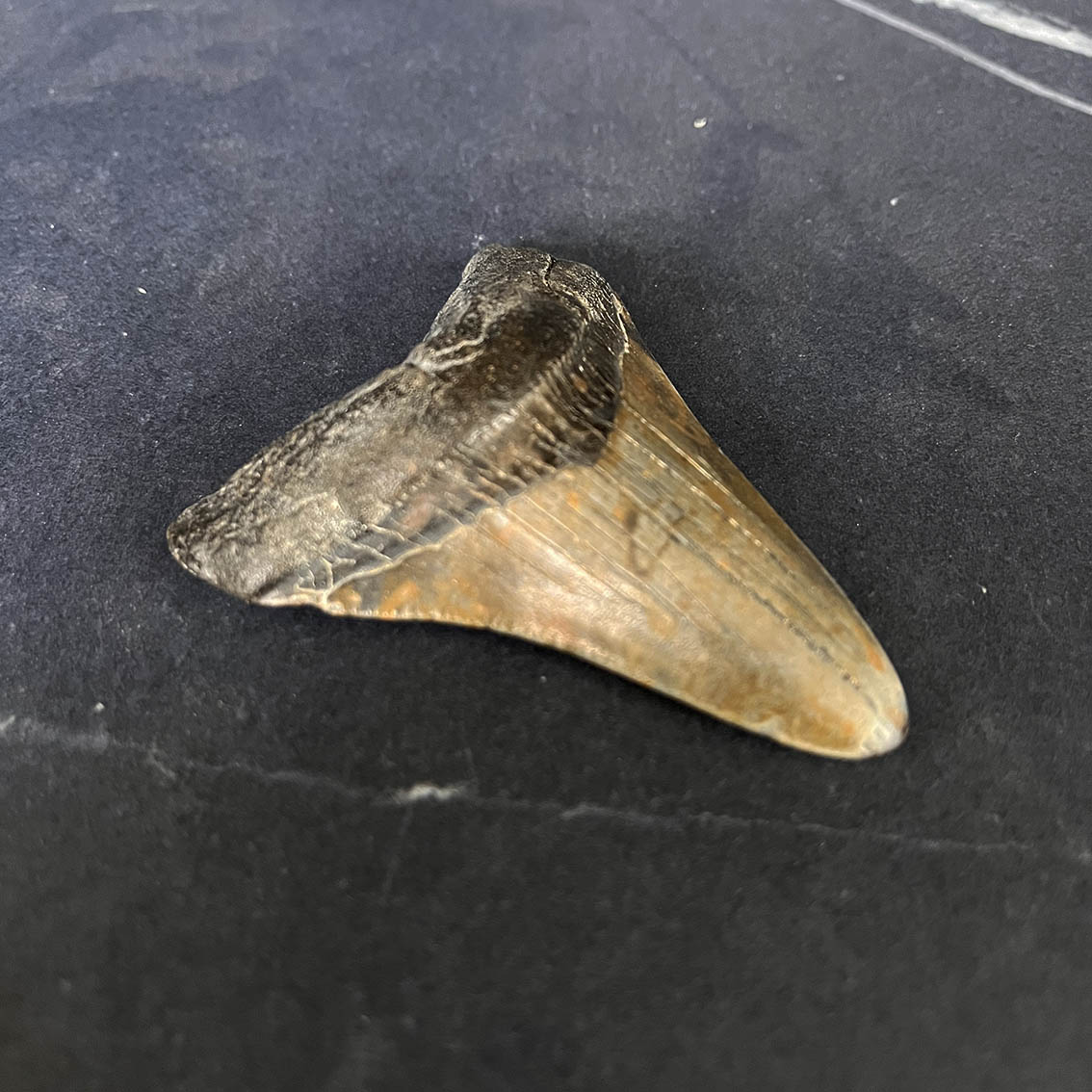 Megalodon Tooth No.61 - Image 3